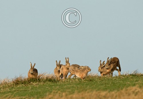    Brown Hares DM2016